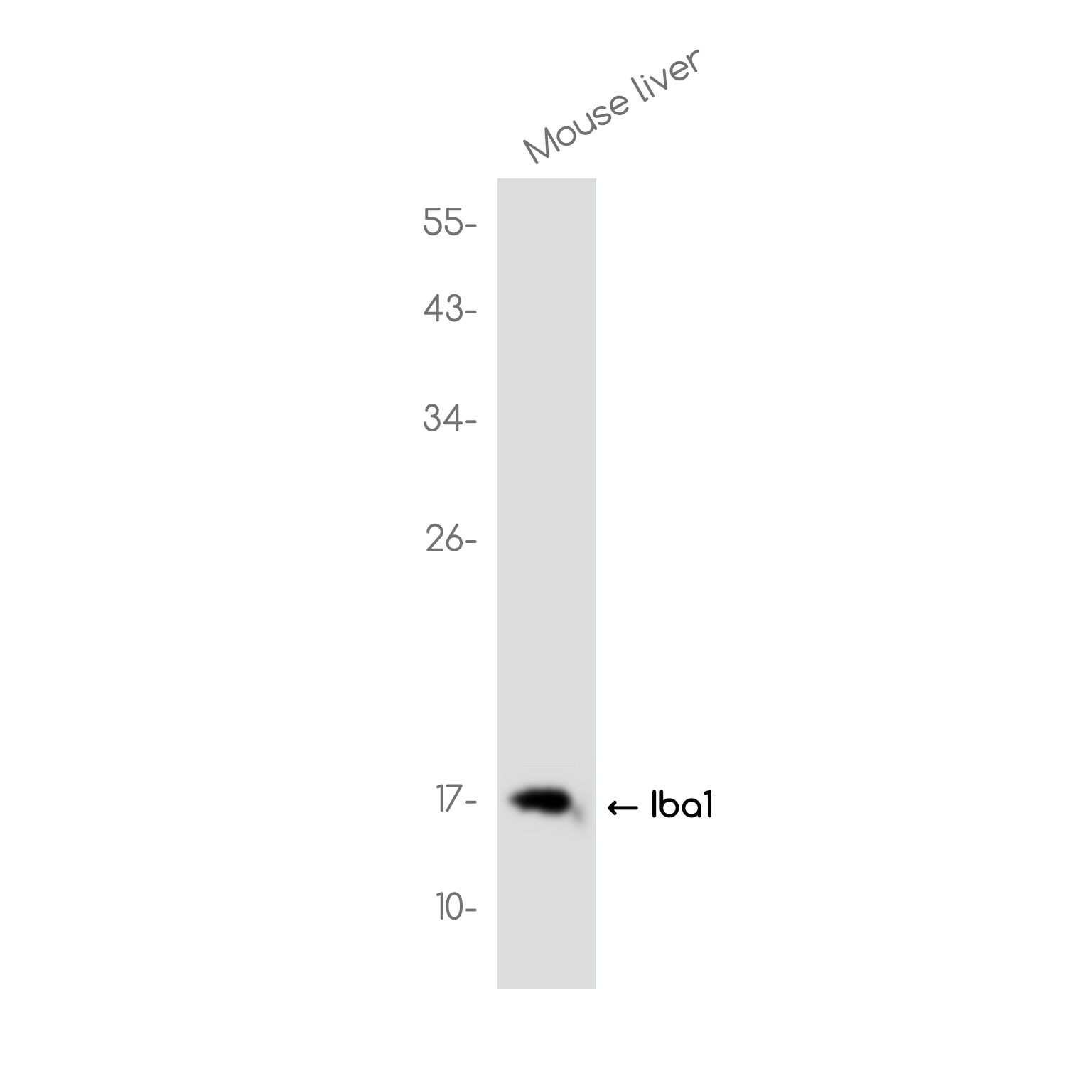 AIF1 Antibody