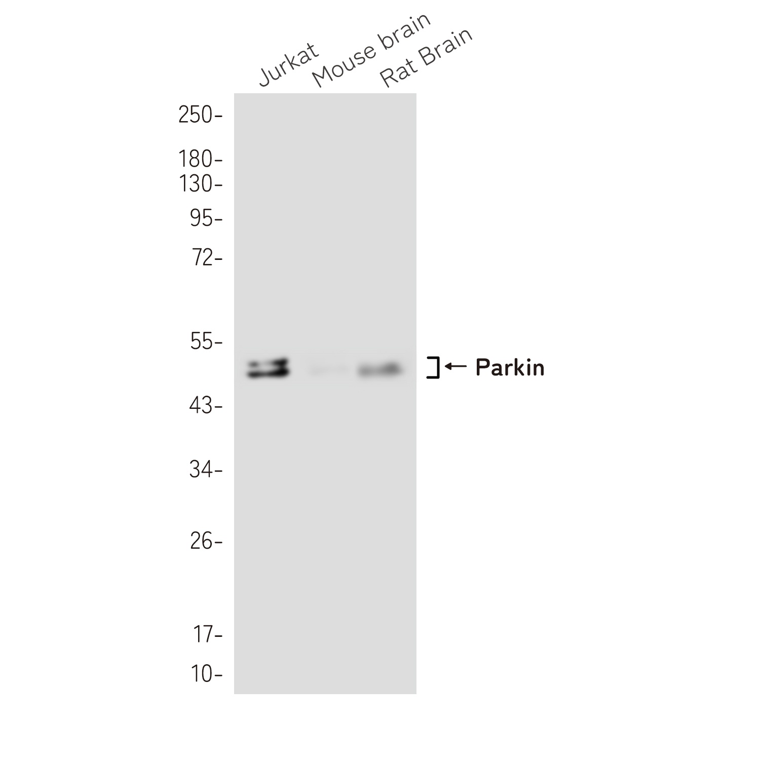 PRKN Antibody