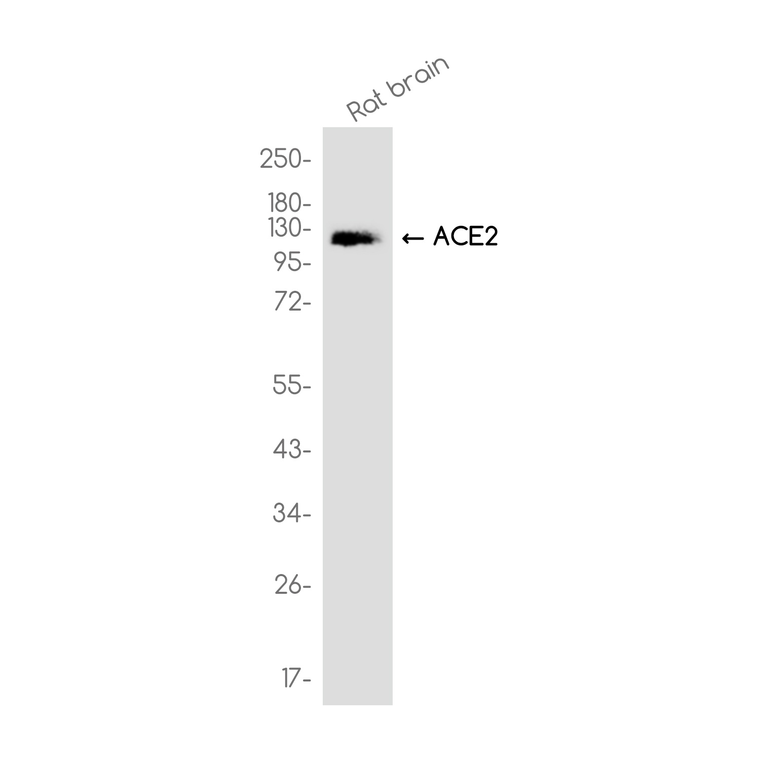 ACE2 Antibody