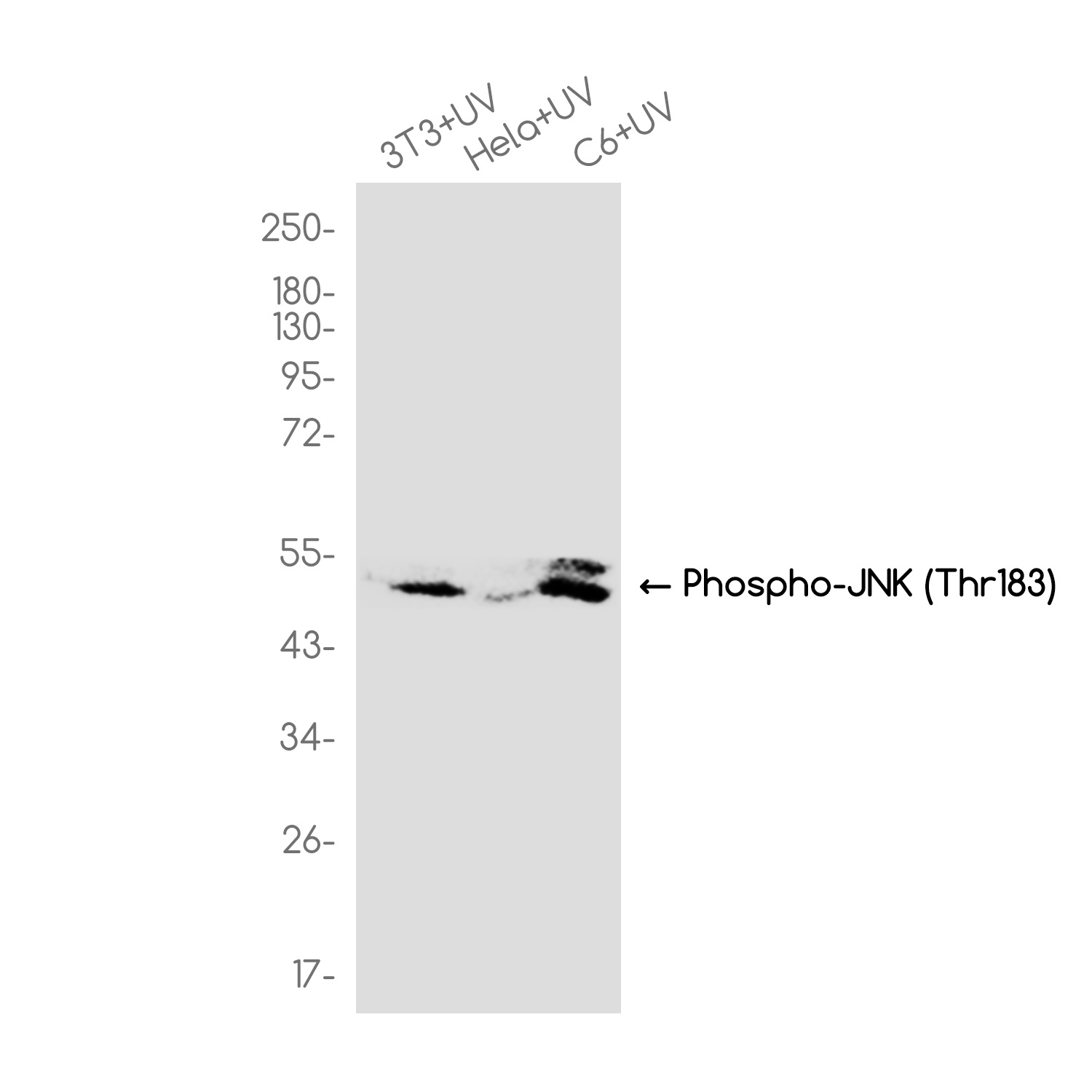 Phospho-JNK (Thr183) Rabbit mAb