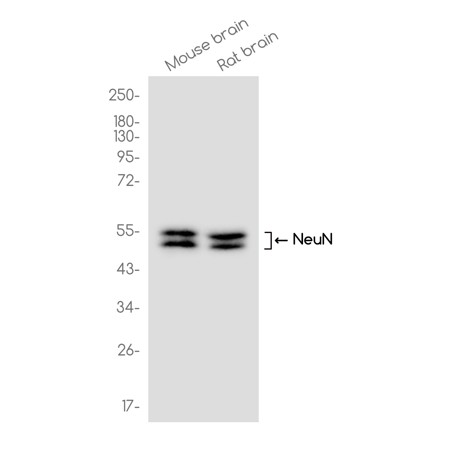 RBFOX3 Antibody