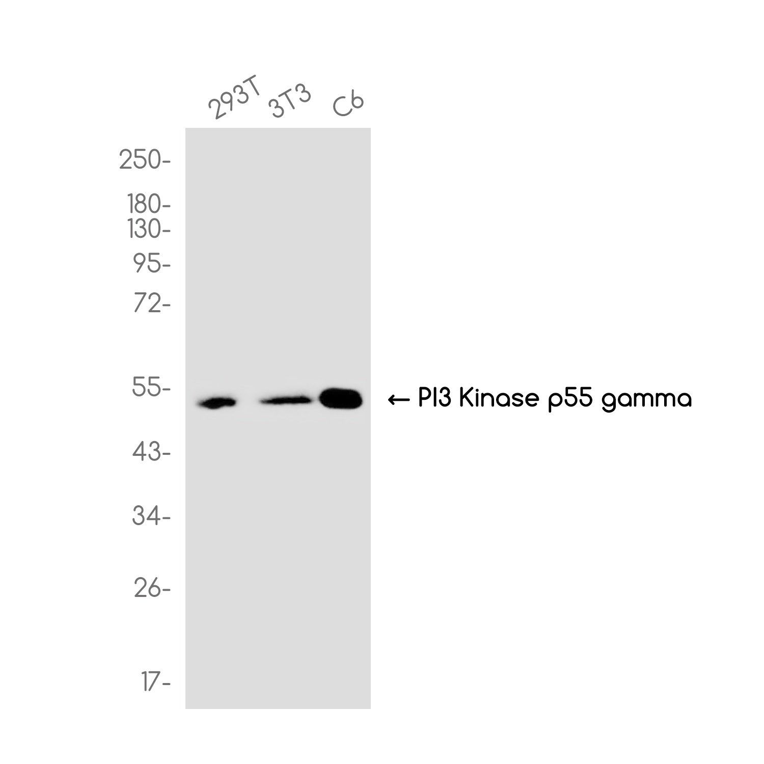 PIK3R3 Antibody
