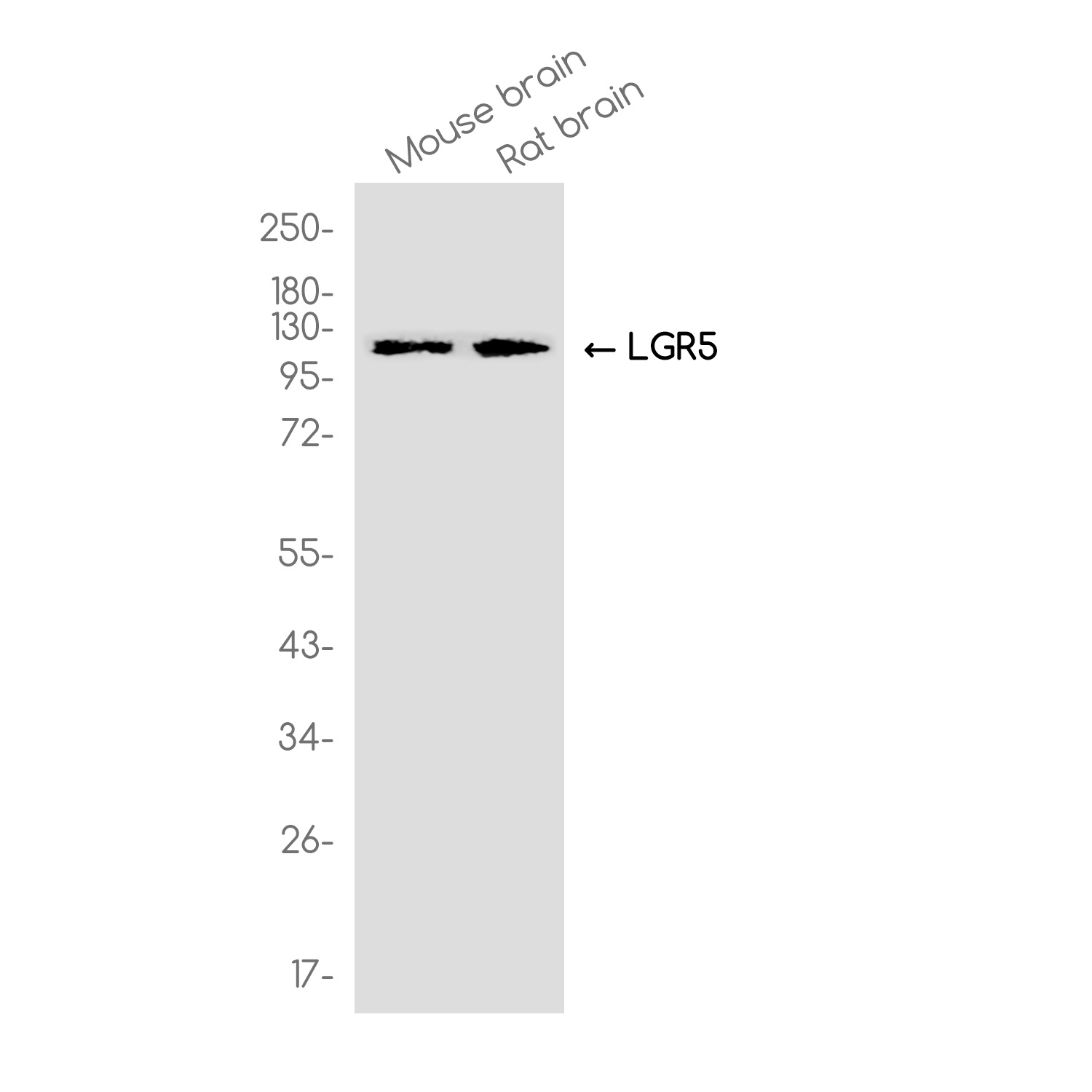 LGR5 Antibody