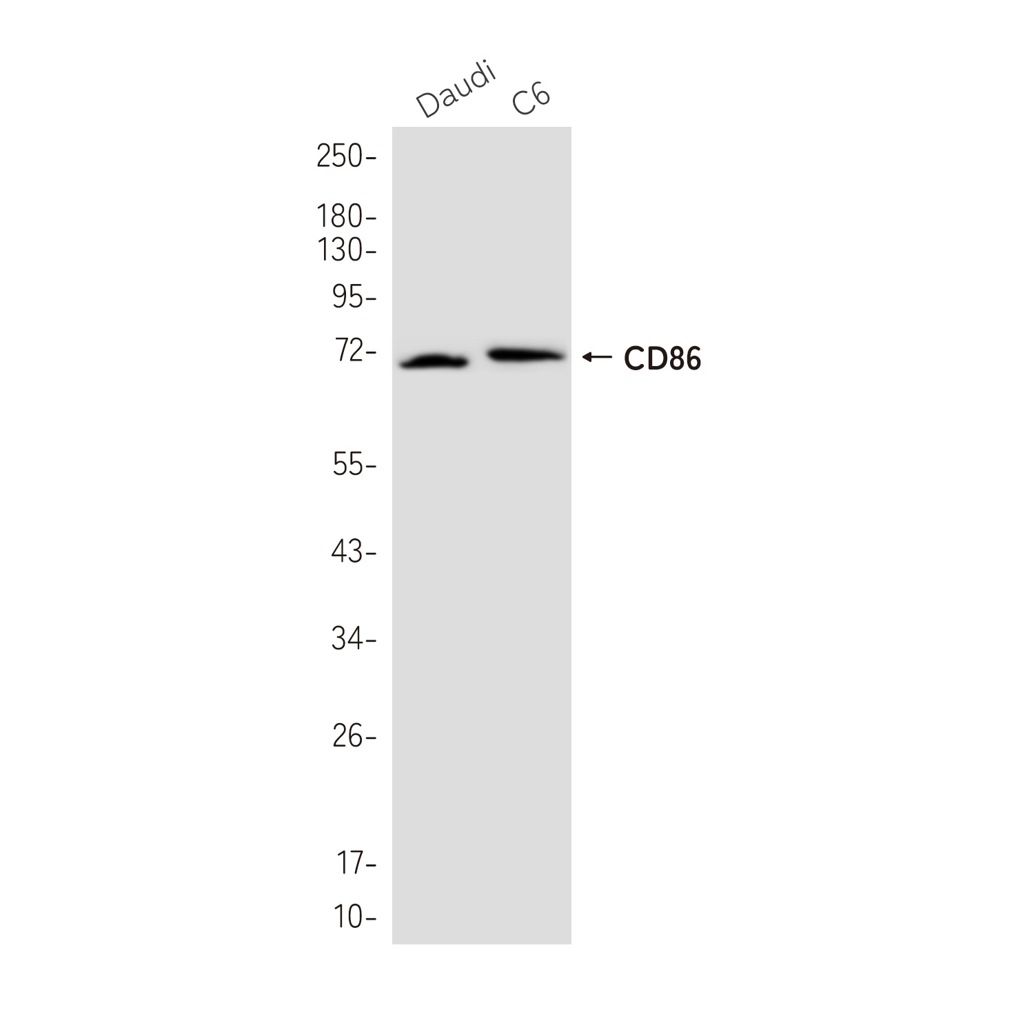 CD86 Antibody