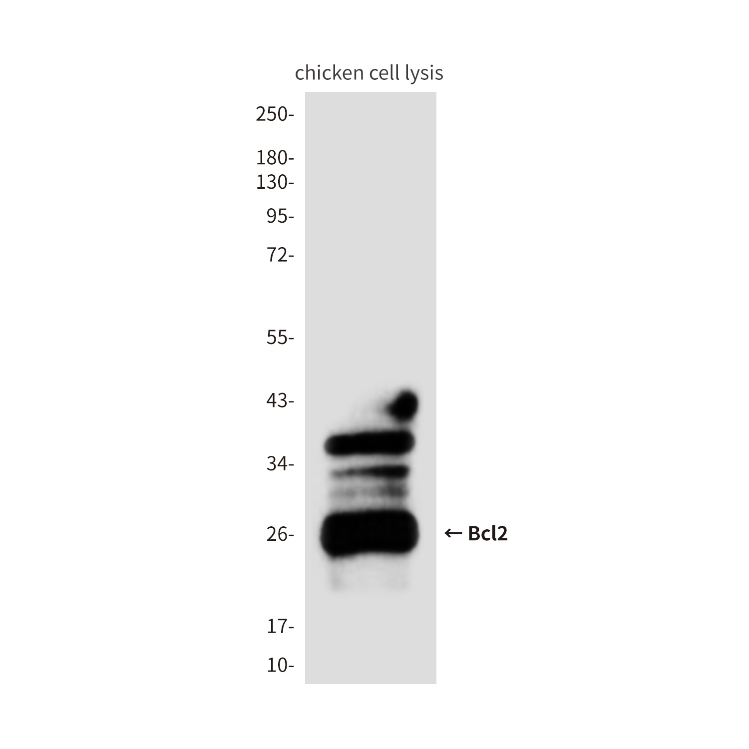 Bcl2 (3H5) Mouse mAb