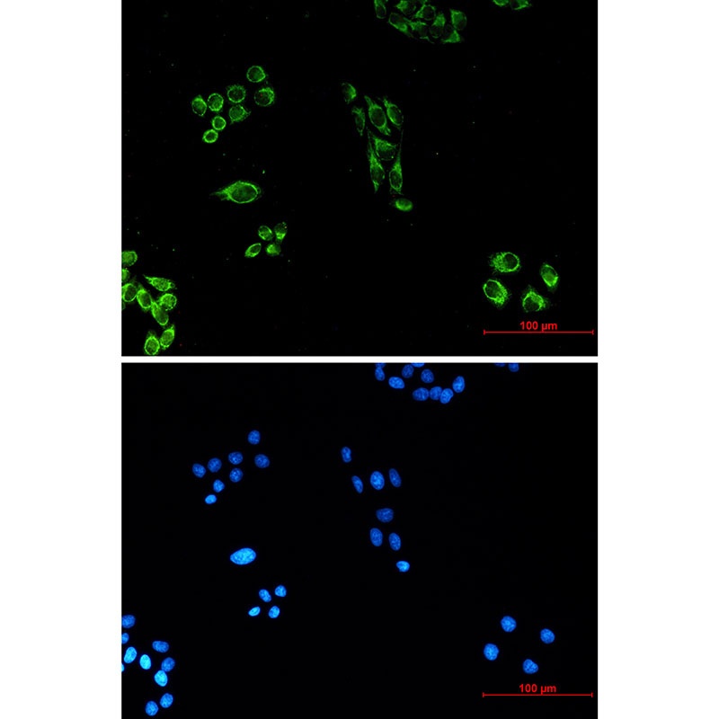 Cytochrome C (7C10) Mouse mAb