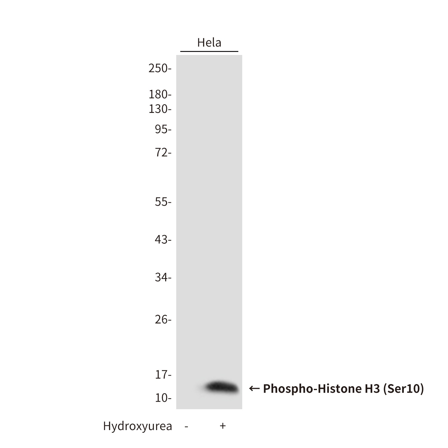 Phospho-Histone H3 (Ser10) Rabbit pAb