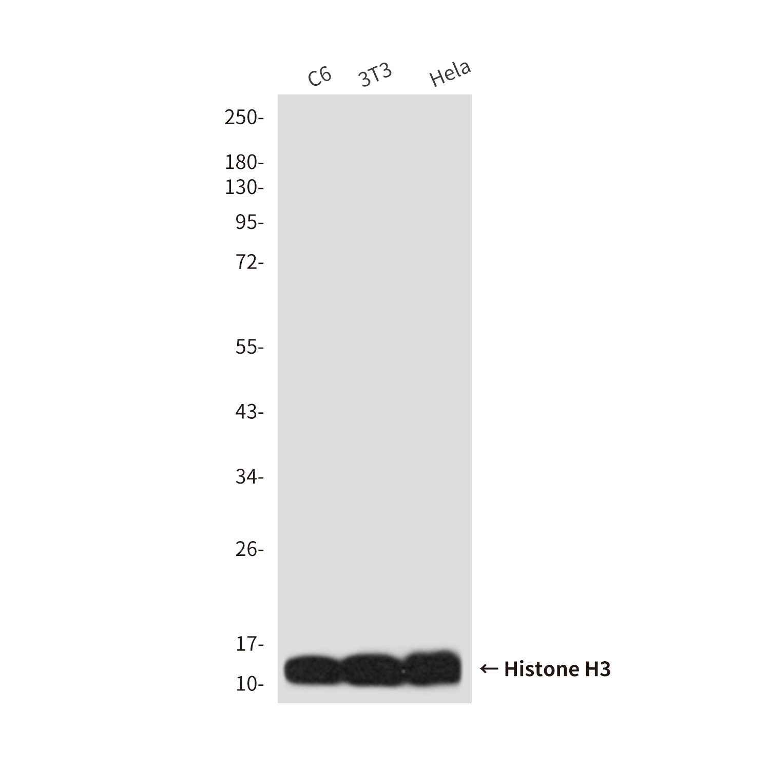 Histone H3 (10A10) Mouse mAb