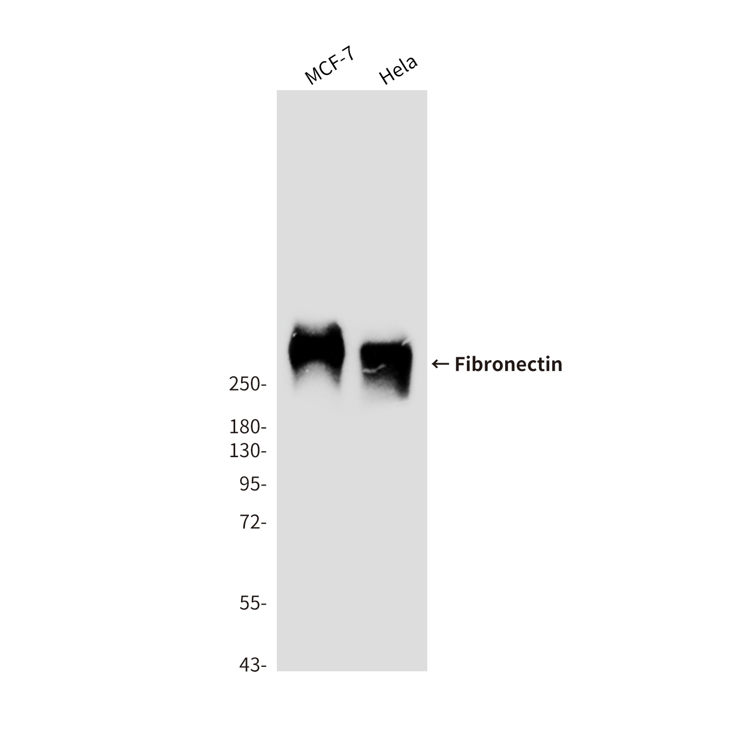 Fibronectin (1E2) Mouse mAb