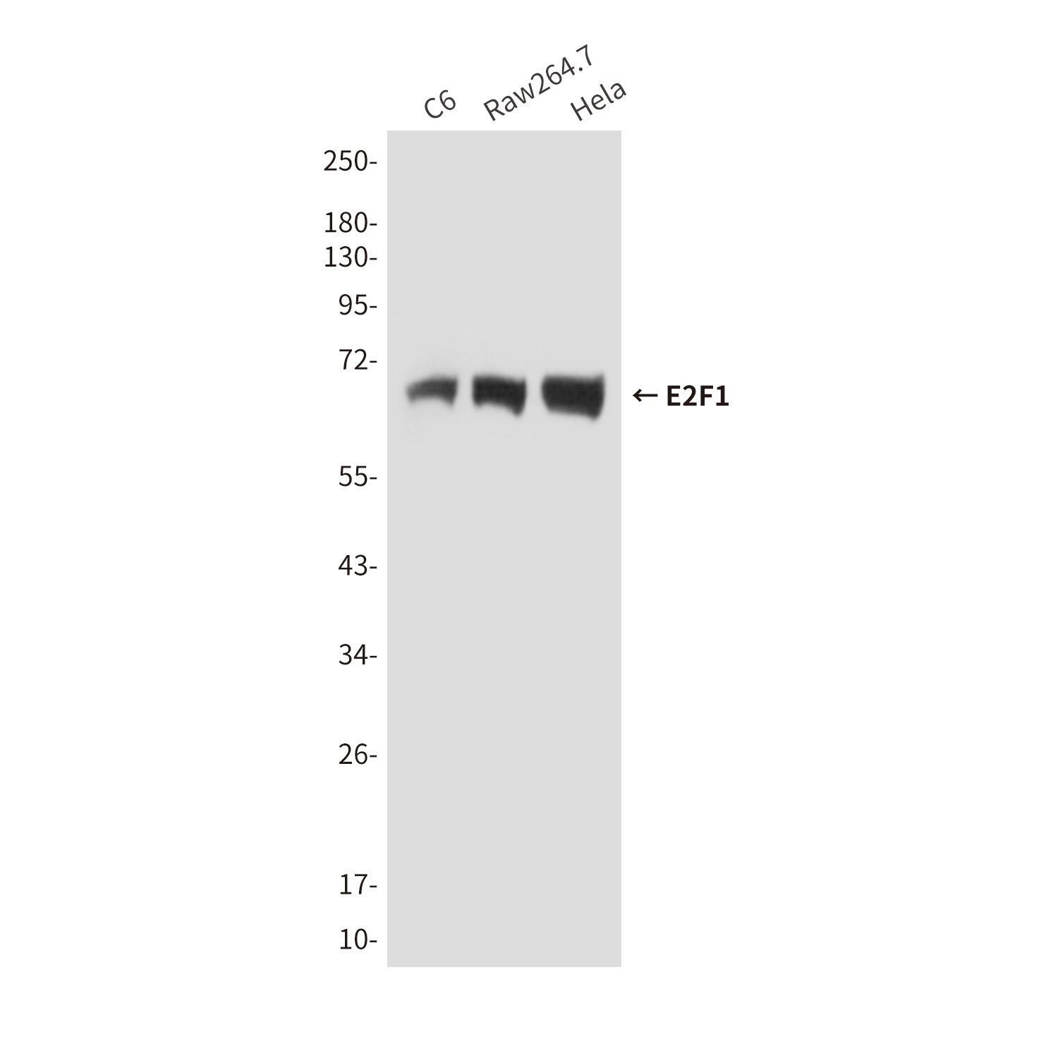 E2F1 Antibody