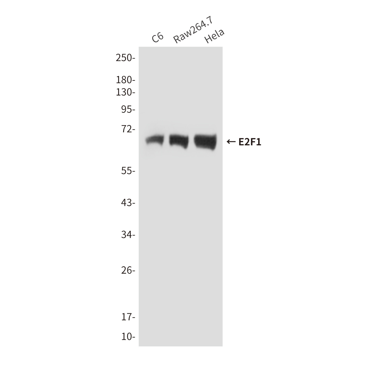 E2F1 (4G8) Mouse mAb