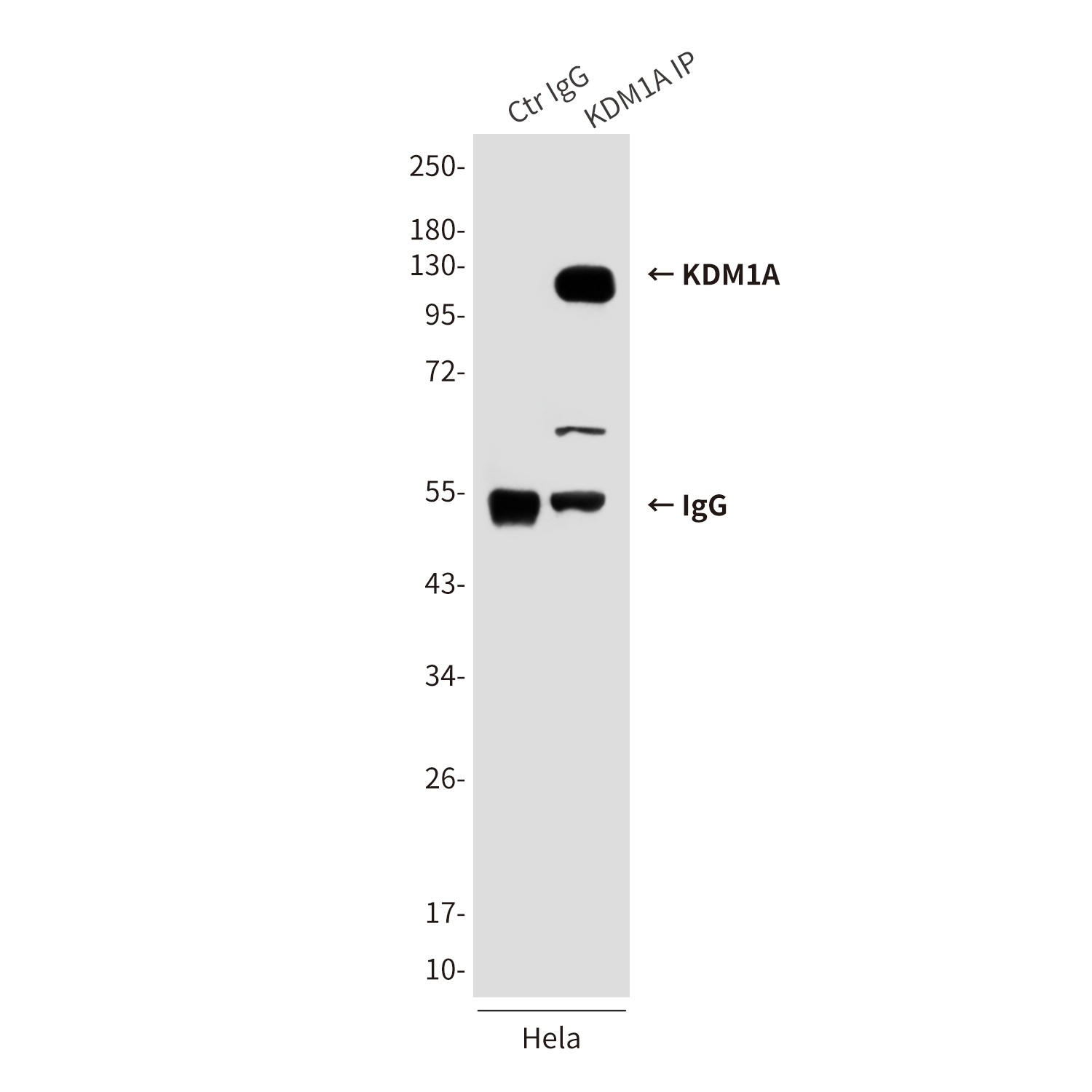 KDM1A (1E5) Mouse mAb