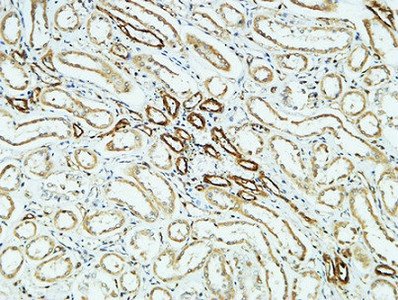 CD31 Rabbit pAb