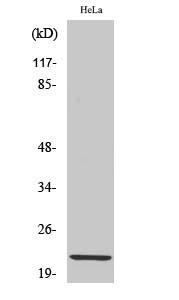 CLDN1 Antibody