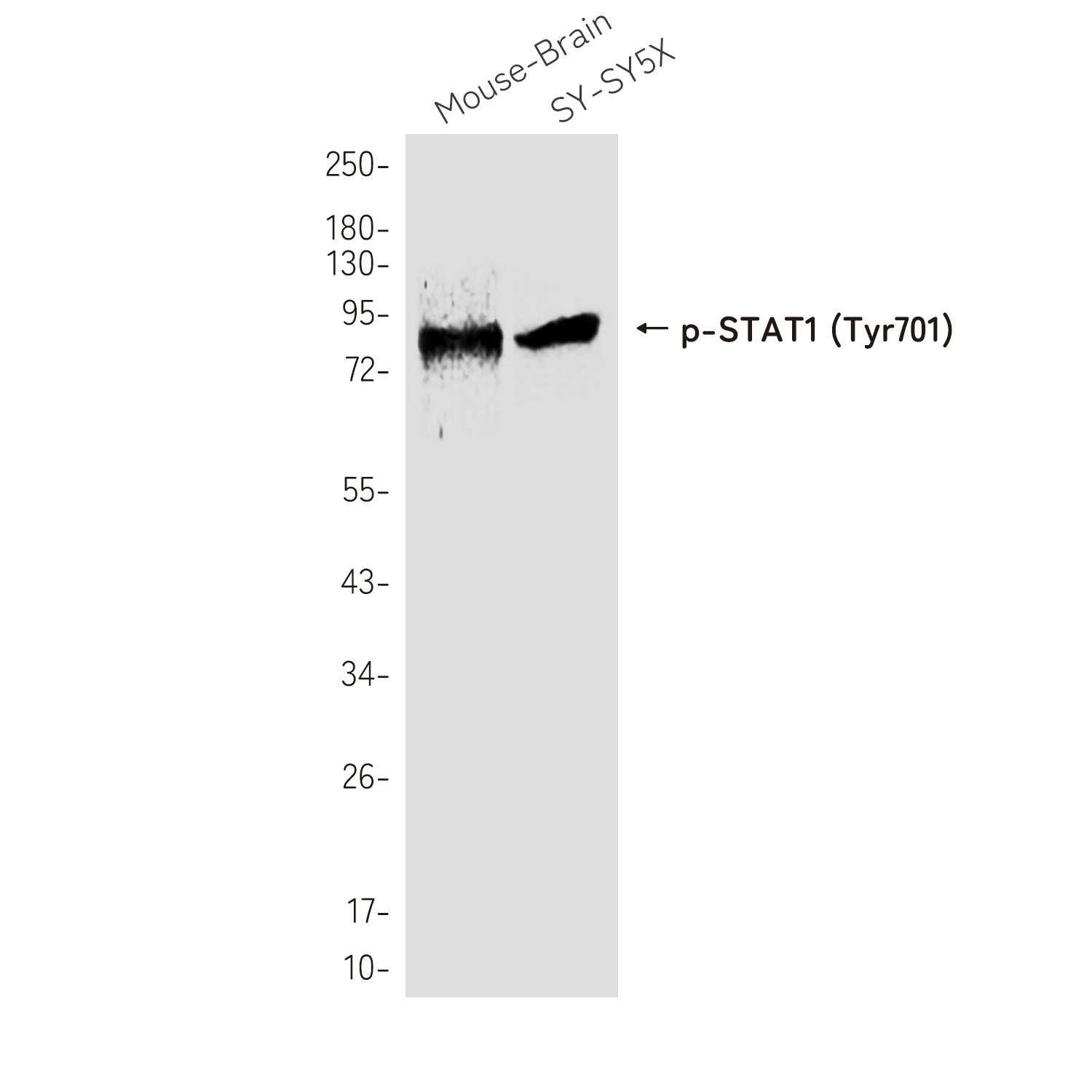 Phospho-STAT1 (Tyr701) Rabbit pAb