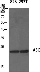 ASC Rabbit pAb