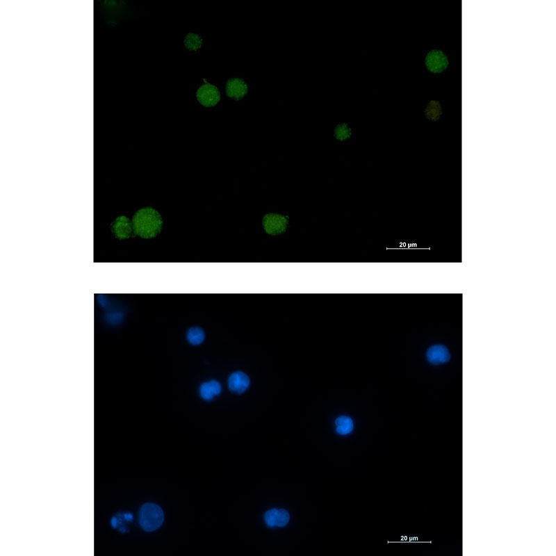 RAD51 Antibody