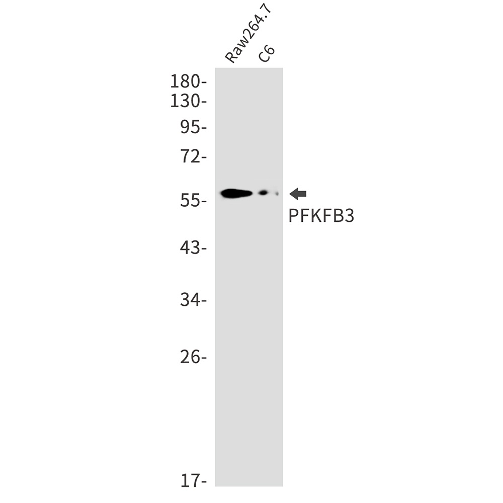 PFKFB3 Antibody
