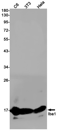 Aif1 Antibody