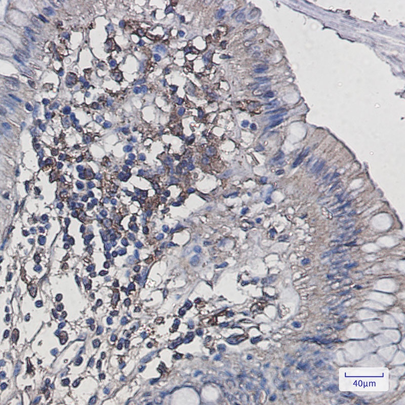 Iba1 Rabbit mAb