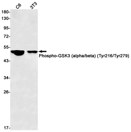 GSK3A/GSK3B Antibody