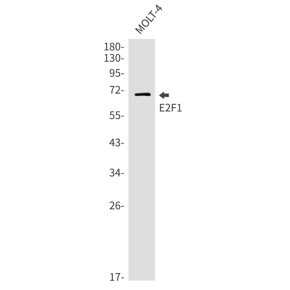 E2F1 Antibody