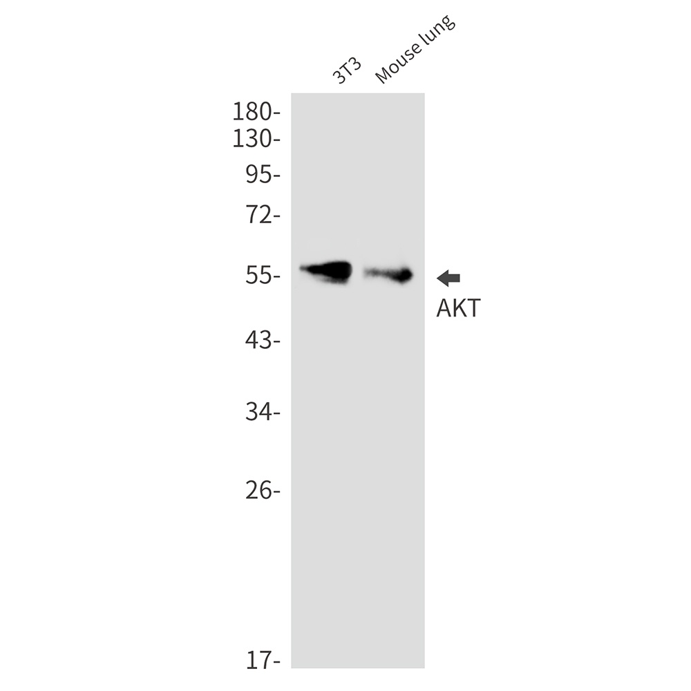 AKT1/AKT2/AKT3 Antibody