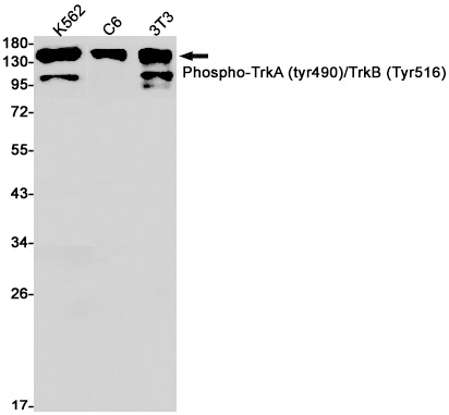 NTRK2 Antibody