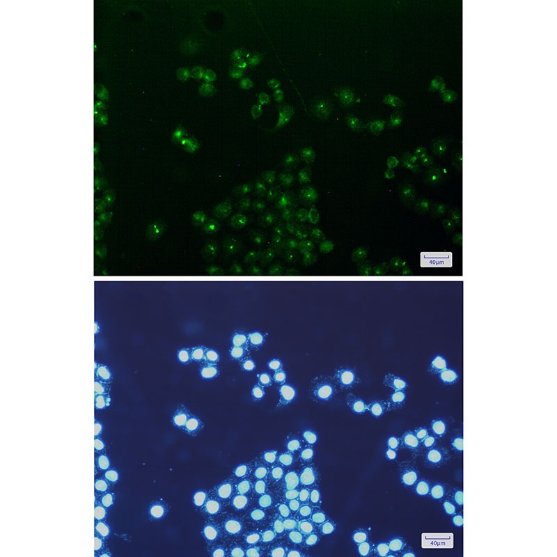 mtTFA Rabbit mAb