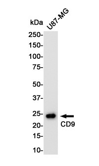 CD9 Antibody