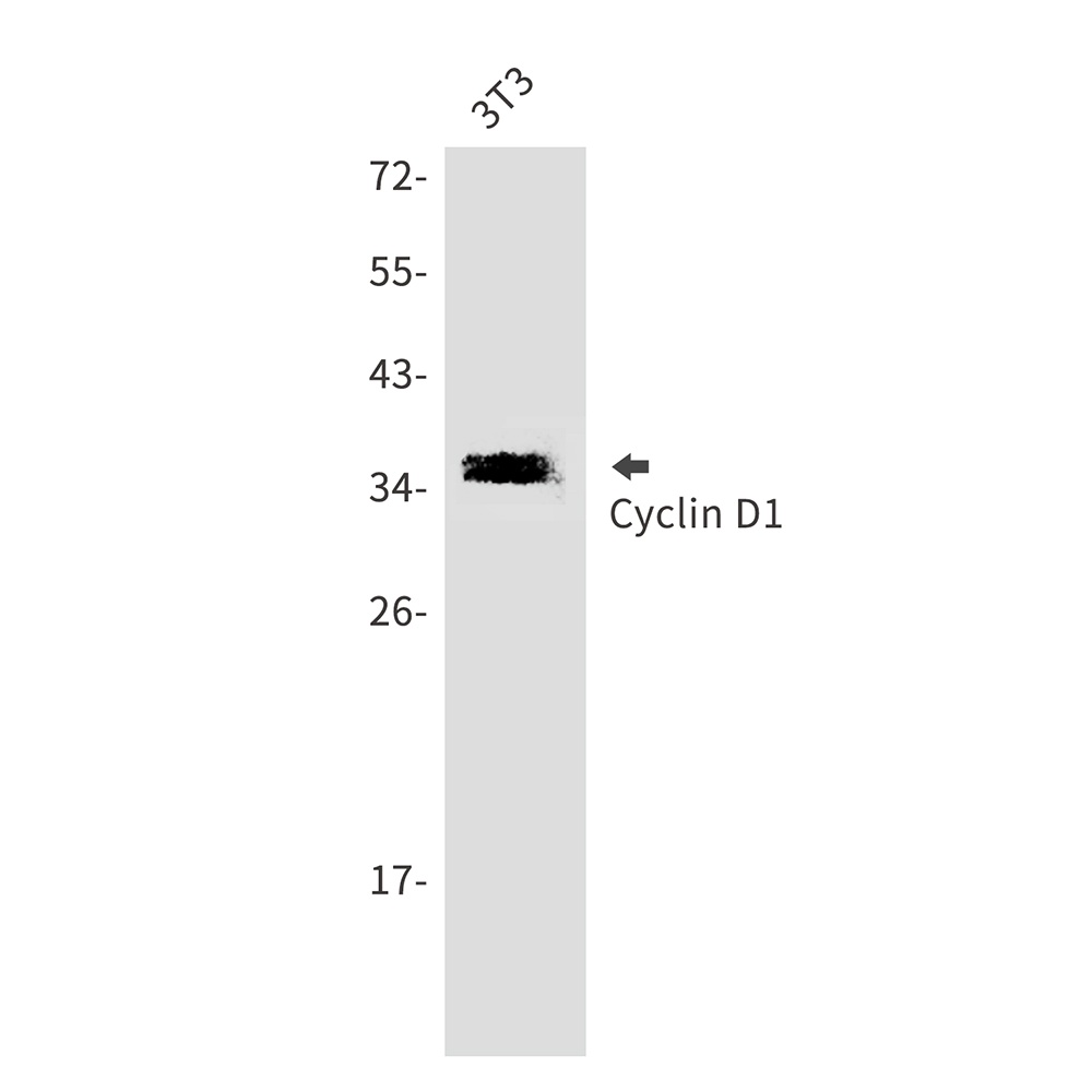 Cyclin D1 Rabbit pAb
