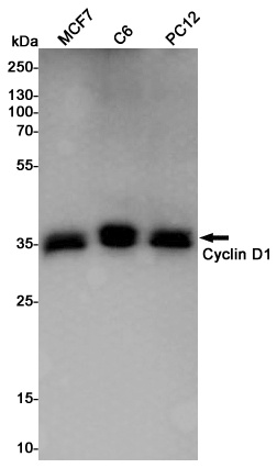 Cyclin D1 Rabbit pAb