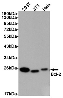 Bcl2 Rabbit pAb