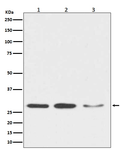 DDIT3 Antibody