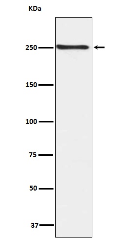 Phospho-mTOR (Ser2448) Rabbit pAb