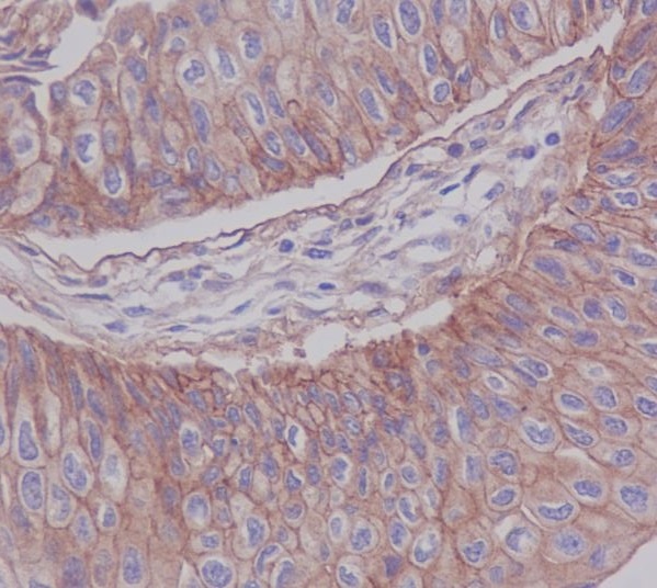 Junctional Adhesion Molecule 1 Rabbit pAb