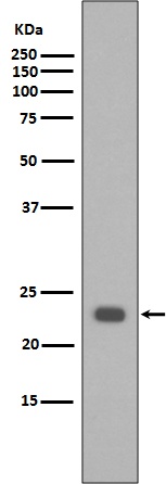 BAK1 Antibody