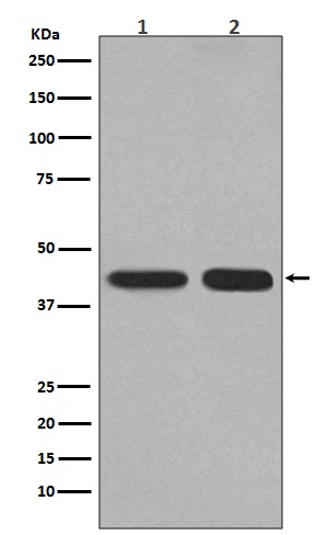 PGK1 Rabbit pAb
