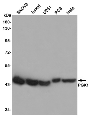 PGK1 Rabbit pAb