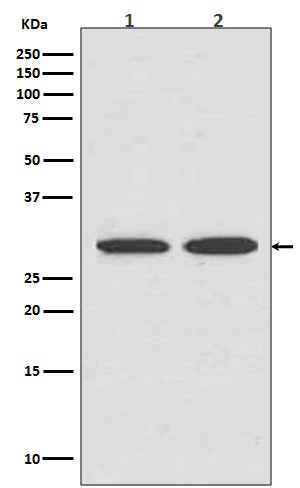 VDAC1 Antibody