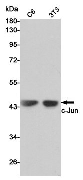 c-Jun Rabbit pAb