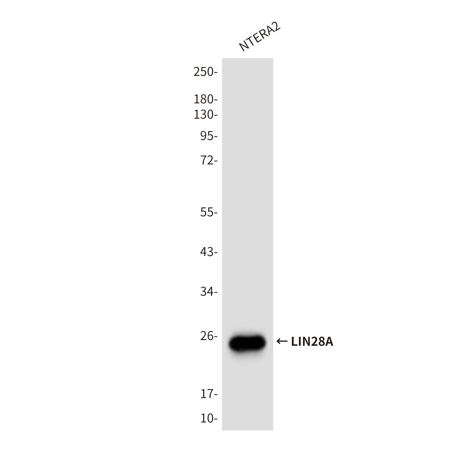 LIN28A (9G2) Mouse mAb