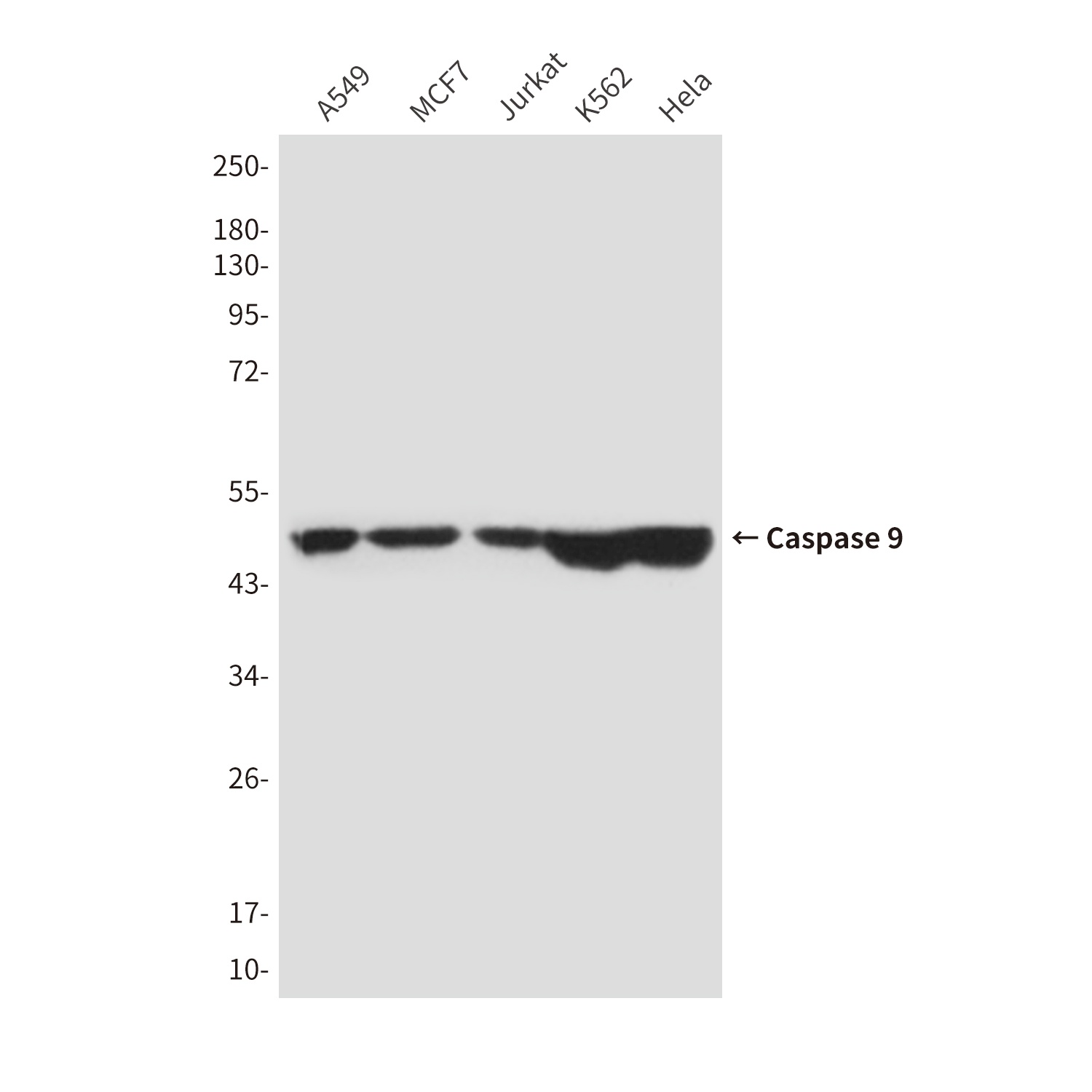Caspase 9 (1D1) Mouse mAb