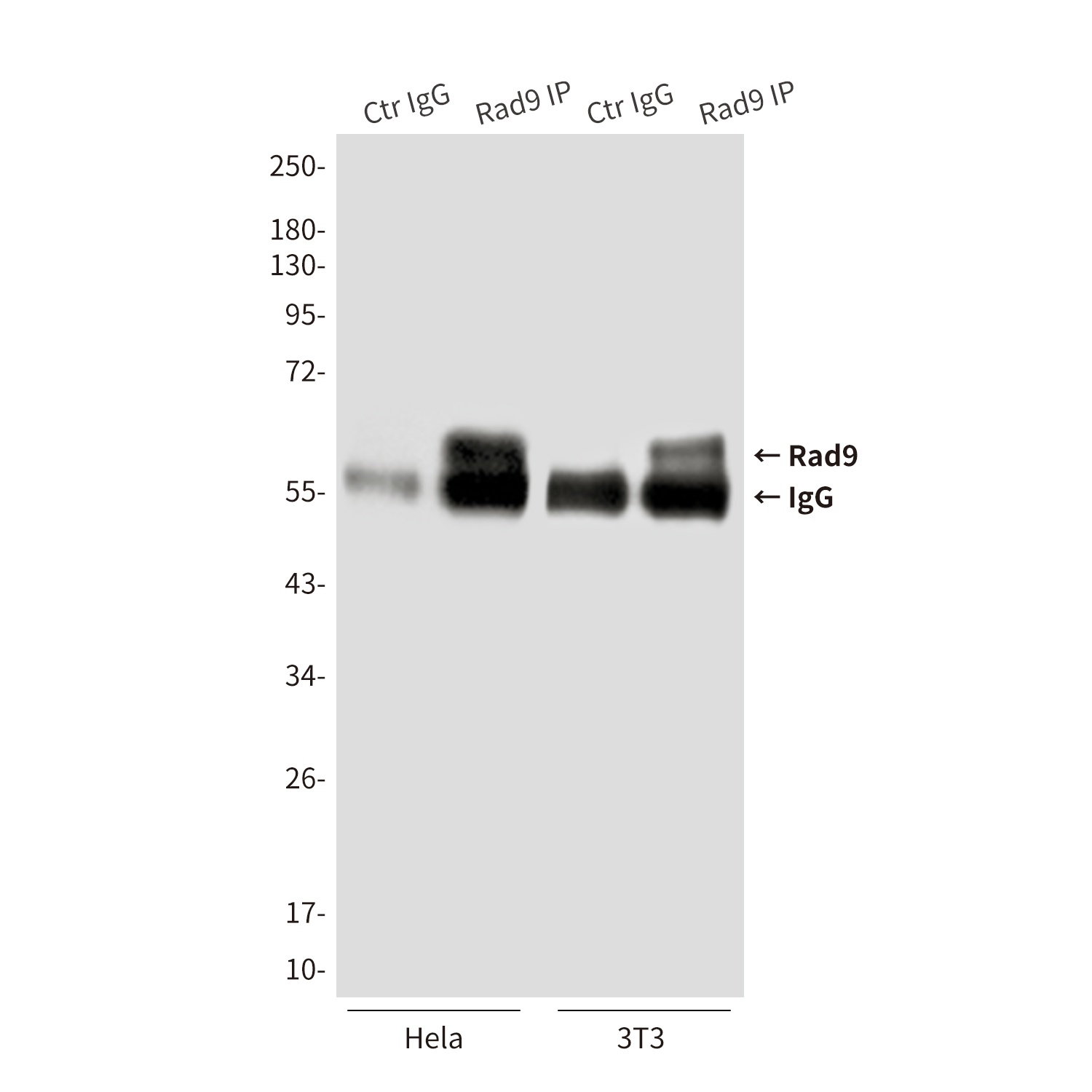 Rad9 Mouse mAb