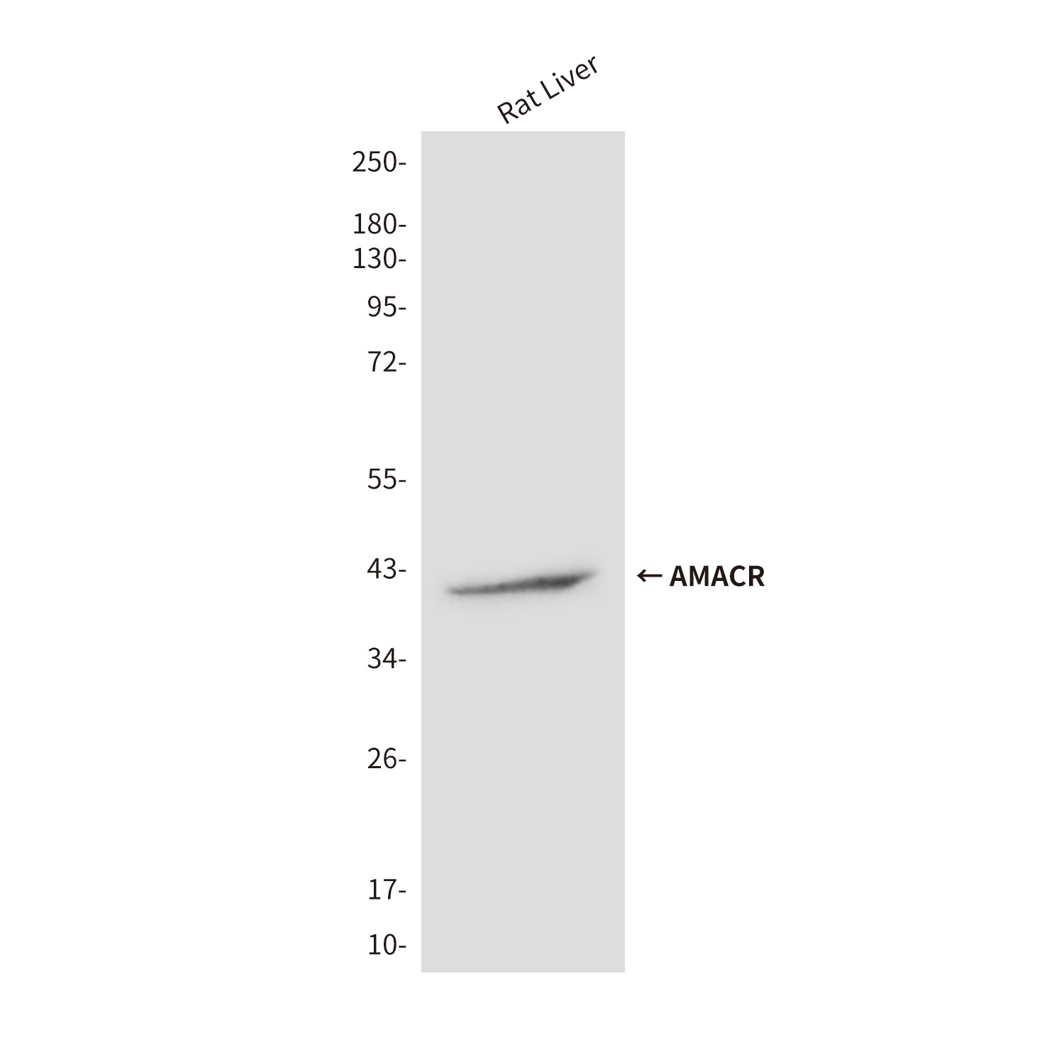 AMACR Antibody