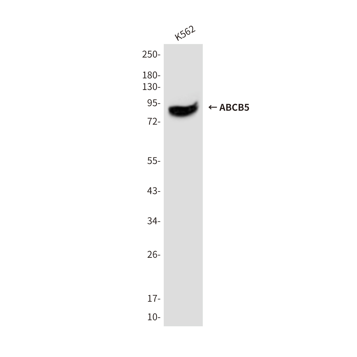 ABCB5 Antibody