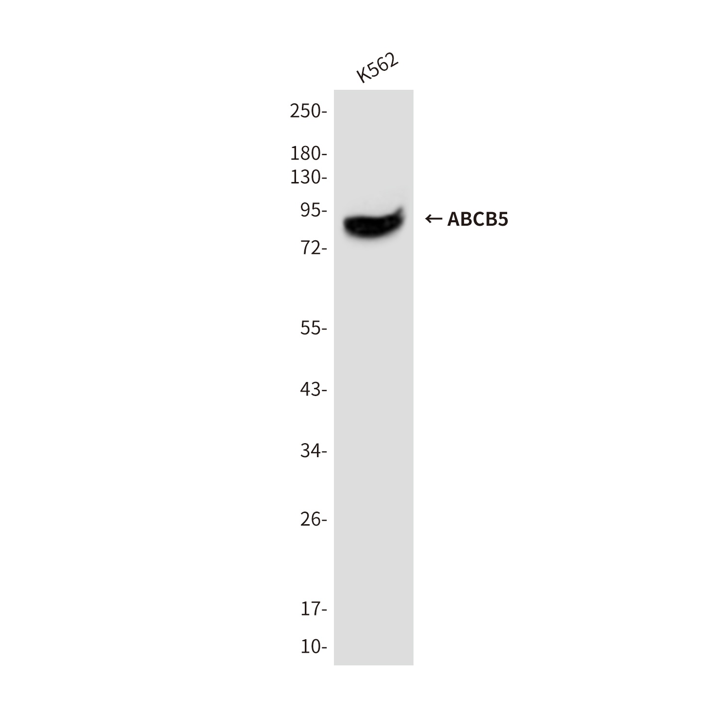 ABCB5 (8D2) Mouse mAb