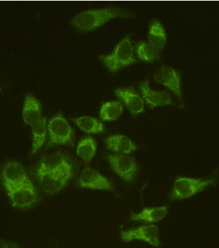 AIF (8H1) Mouse mAb