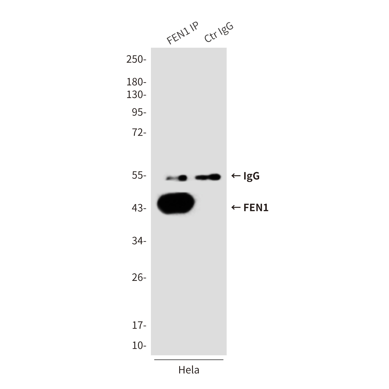 FEN1 (1E7) Mouse mAb