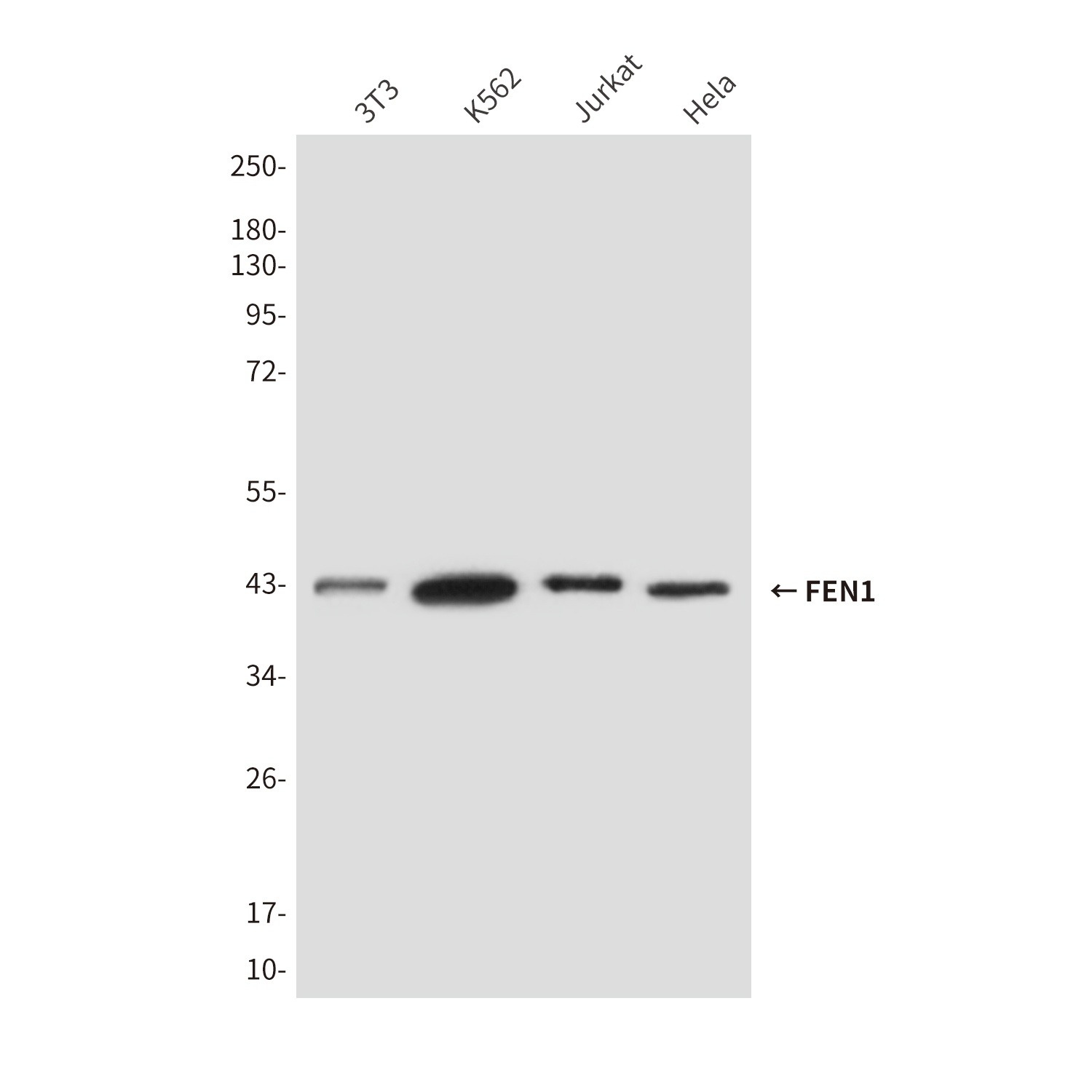 FEN1 (1E7) Mouse mAb